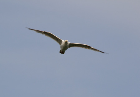 A seagull soars in the summer sky (flying, seagull, bird)の写真素材