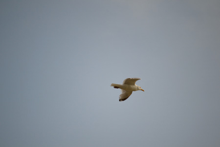 A seagull soars in the summer sky (flying, seagull, bird)の写真素材