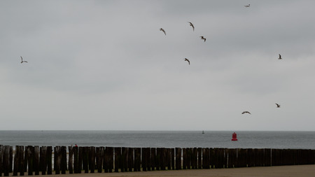 A seagull soars in the summer sky (flying, seagull, bird)の写真素材