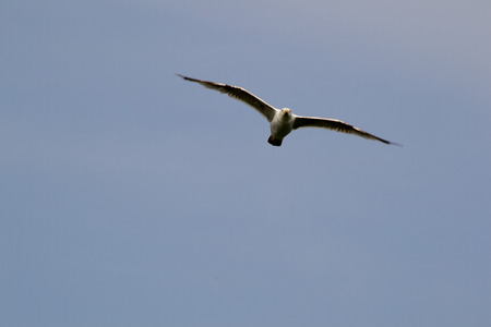 A seagull soars in the summer sky (flying, seagull, bird)の写真素材