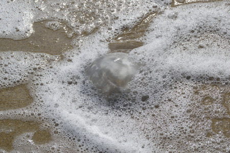 Pink Jellyfish on the beach in the waterの写真素材