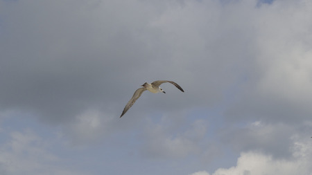 A seagull soars in the summer sky (flying, seagull, bird)の写真素材