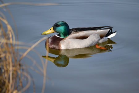 birds on the nature backgroundの写真素材