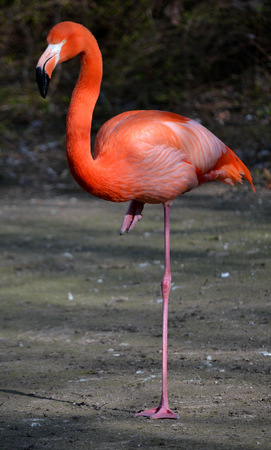 flamingo on the nature backgroundの写真素材