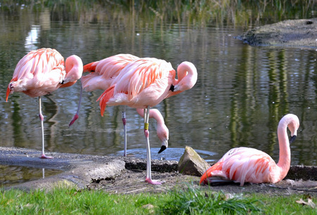 flamingo on the nature backgroundの写真素材