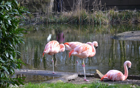 flamingo on the nature backgroundの写真素材