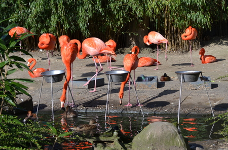 flamingo on the nature backgroundの写真素材