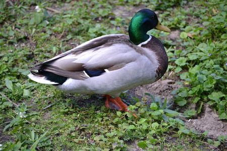 birds on the nature backgroundの写真素材