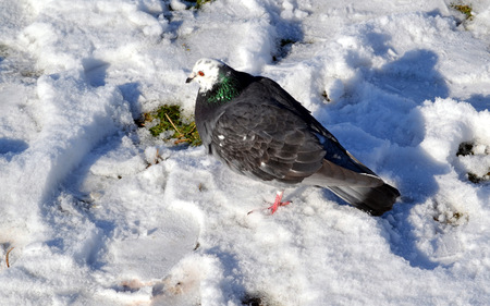 birds on the nature backgroundの写真素材