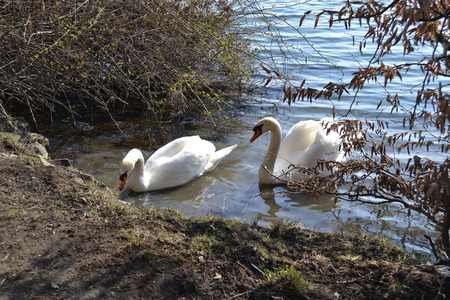 Swan on the nature backgroundの写真素材
