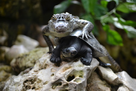 Wild animalsの写真素材