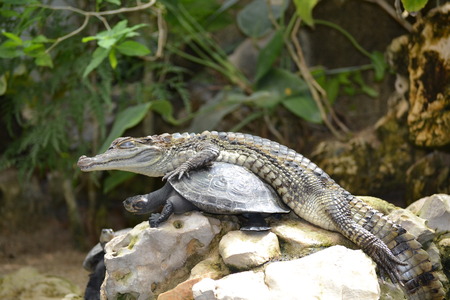 Wild animalsの写真素材