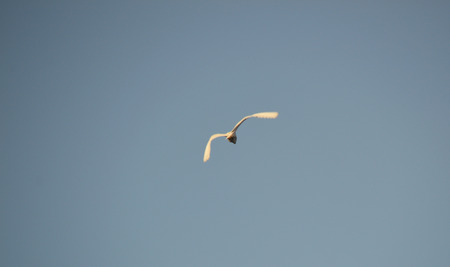 white birdsの写真素材