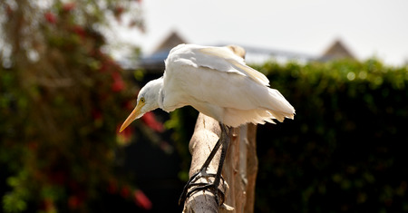 white birdsの写真素材