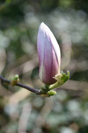 Pink magnolia flowerの写真素材