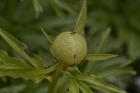 peonies red flowers in the gardenの写真素材