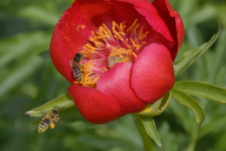 flowers in the gardenの写真素材