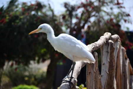 Egyptian heron  Bubulcus ibisの写真素材