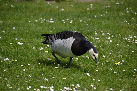 Beautiful Duckの写真素材