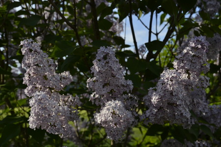 flowers in the gardenの写真素材