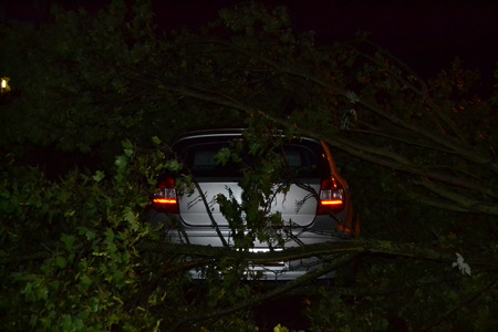 Car damaged by treeの写真素材