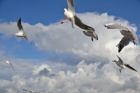 seagullの写真素材