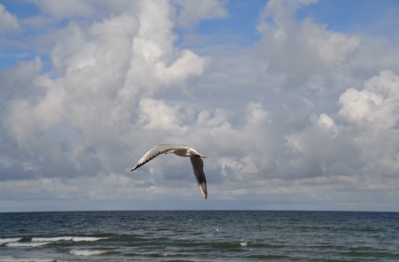 seagullの写真素材