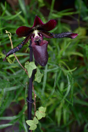 orchidの写真素材