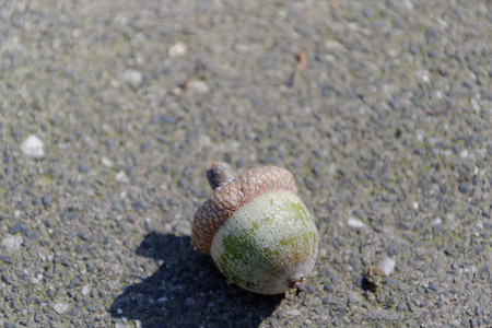 Still life of acorns.