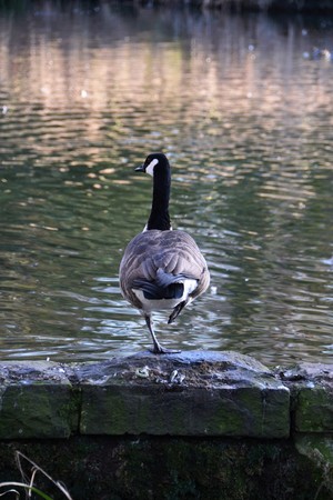 Canada Goose (Branta canadensis)の写真素材