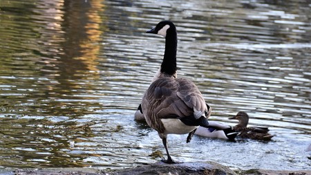 Canada Goose (Branta canadensis)の写真素材