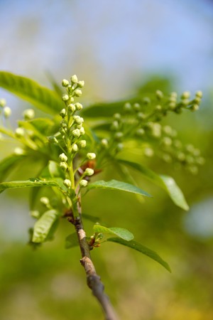 Springtimeの写真素材