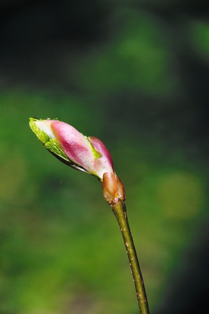 Springtimeの写真素材