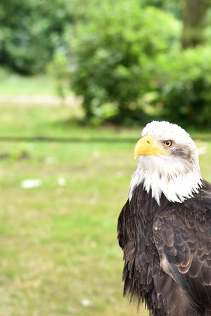 Portrait of a Bald Eagle.の写真素材