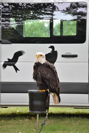 Portrait of a Bald Eagle.