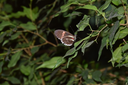 A butterfly resting an a green leaf in a forest.