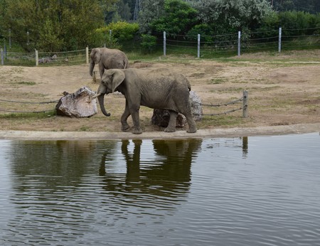 An African elephant in Poznan Zoo of Polandの写真素材