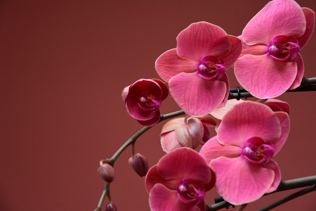 orchid flowerの写真素材