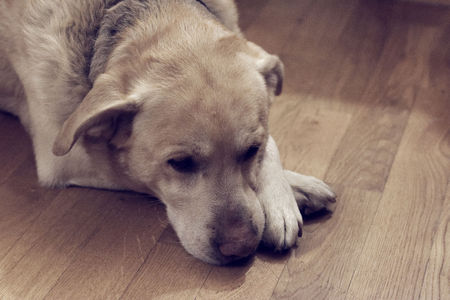 Yellow Labrador sleeping