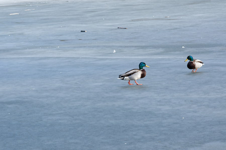 Wild mallard ducks spotted on a frozen lakeの写真素材