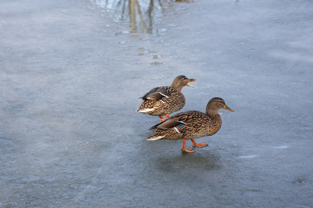 Wild mallard ducks spotted on a frozen lakeの写真素材