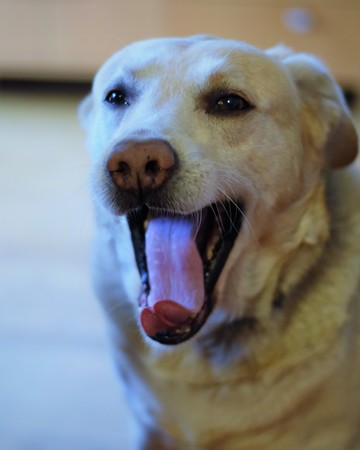Happy smiling dog face, labrador. Canine, calm.の写真素材
