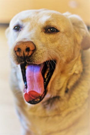 Happy smiling dog face, labrador. Canine, calm.