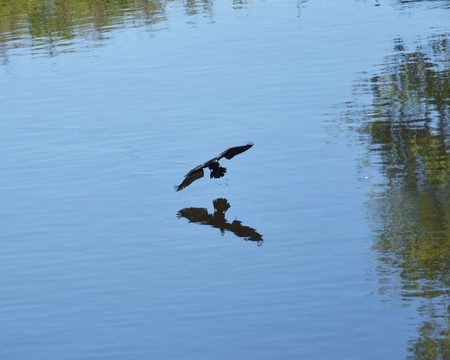 Wild ducks flying over the river.
