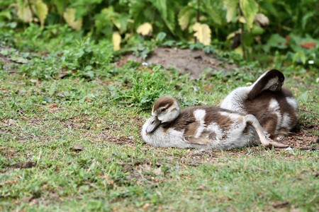 Egyptian Goose Goslingsの写真素材