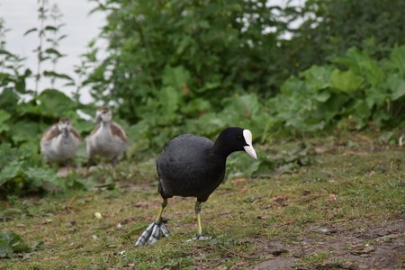 Eurasian Coot. Green, birds.の写真素材