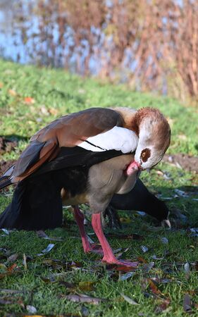 Male Egyptian Goose.の写真素材