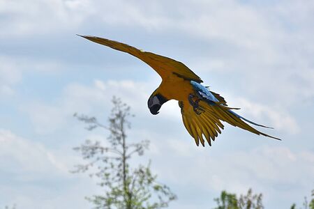 Bright ara parrot flying. Colored, bird.の写真素材