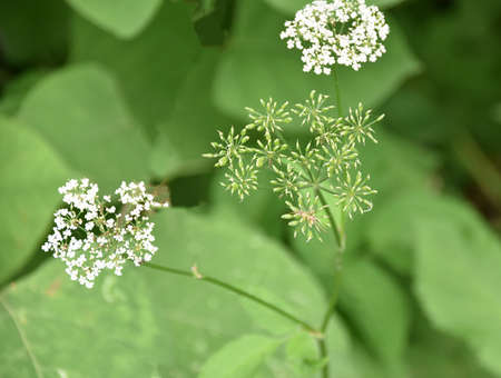 Beautiful wildflowers or wildflowers.