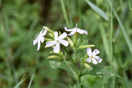A meadow full of colorful wild flowers in summerの写真素材